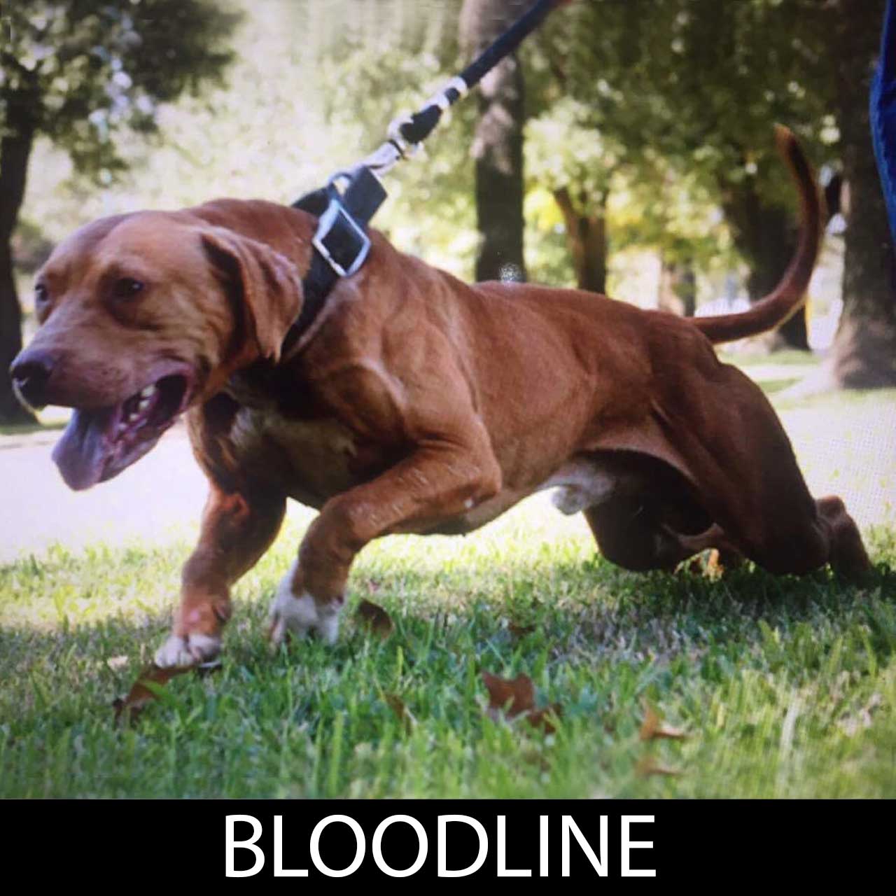 champion bloodline pitbull download champion bloodline pitbull download