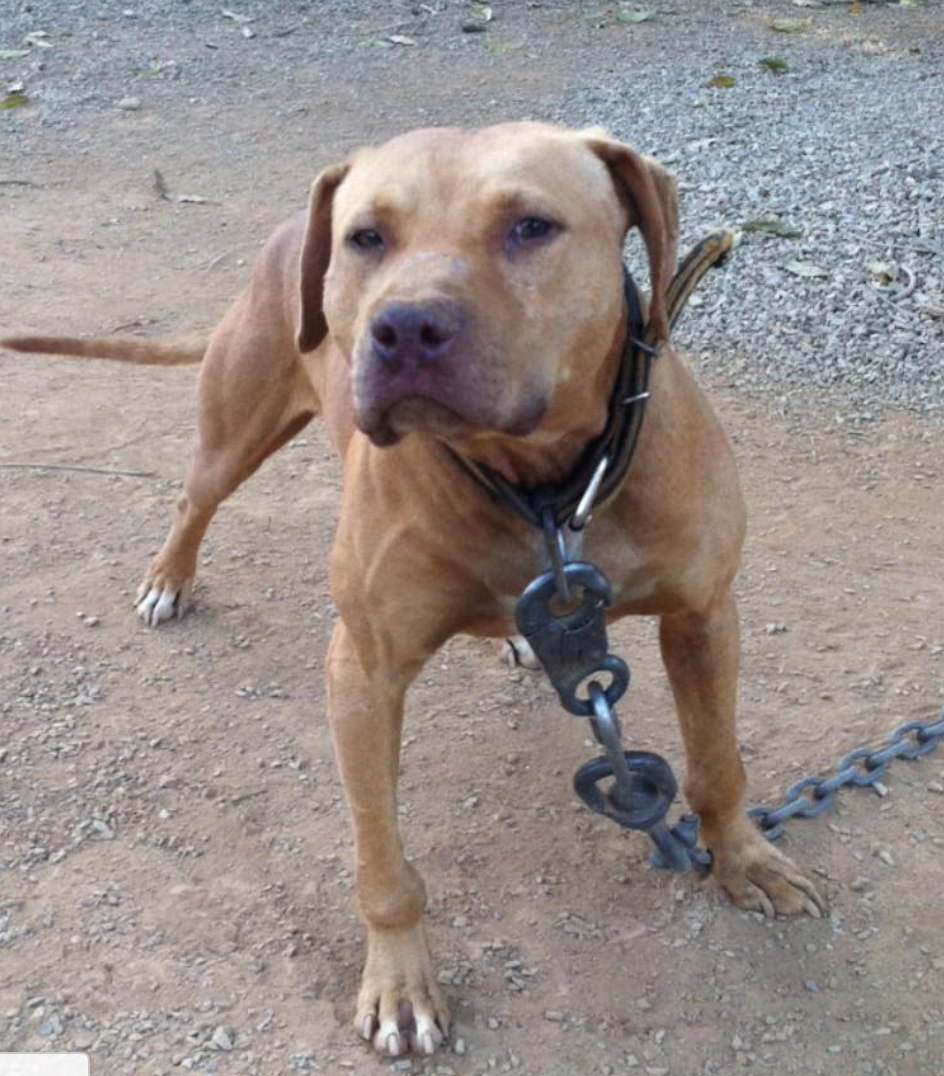 Buckworth Pitbull, pitbull puppies,ADBA, APBT,Puppies, Gr Ch Mayday