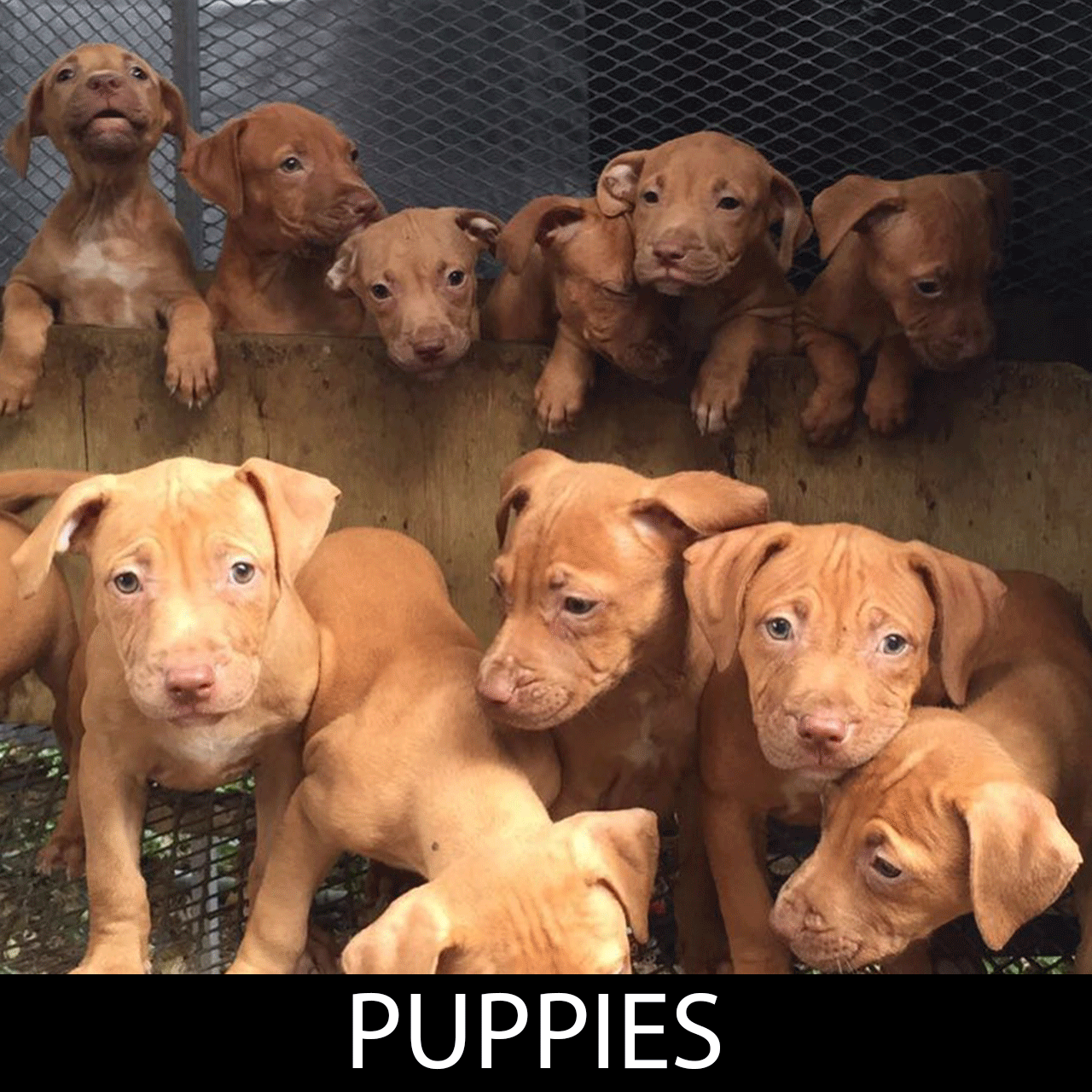 puppy culture breeders pitbull pitbull puppies adba apbt puppies gr ch mayday pitbull pitbull puppies puppy culture breeders pitbull pitbull puppies adba apbt puppies gr ch mayday pitbull pitbull puppies