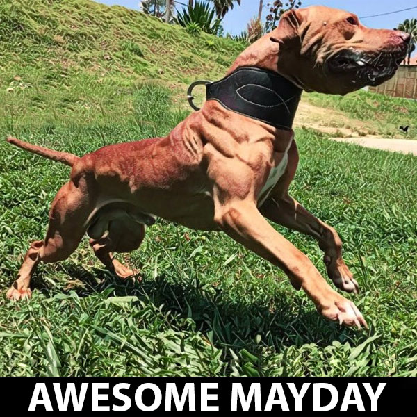 awesome-mayday-chico-lopez awesome-mayday-chico-lopez