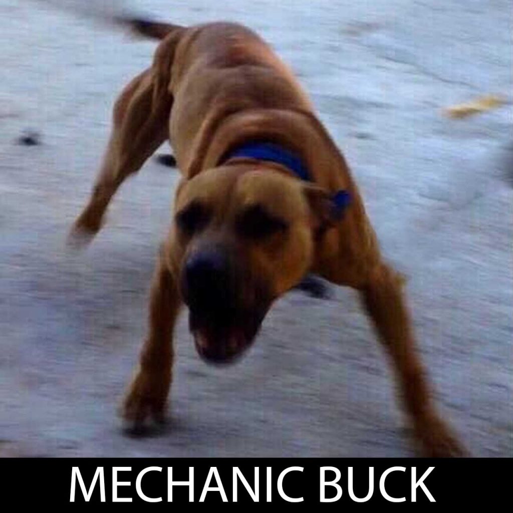 Mechanic Buck APBT