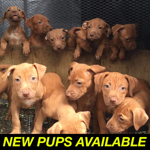 old red nose puppies 2023