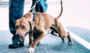 This is a real Pitbull. Loving with children and very athletic animal.