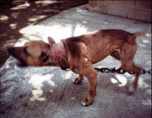 pitbull pedigree online