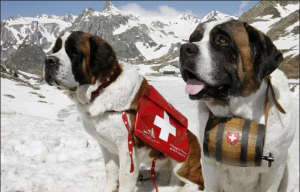 Working dogs in the snow