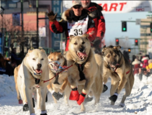 Alaska race