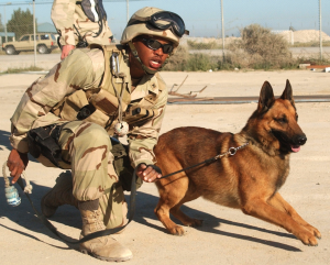 Army working dog