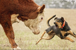 Working Farm dog