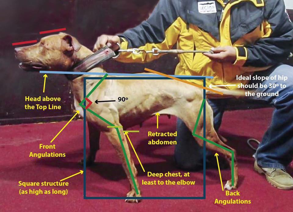 apbt standard breed