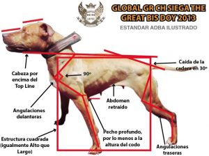 Pitbull breed standard