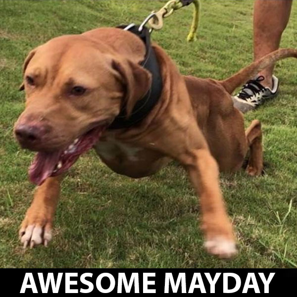 Awesome mayday