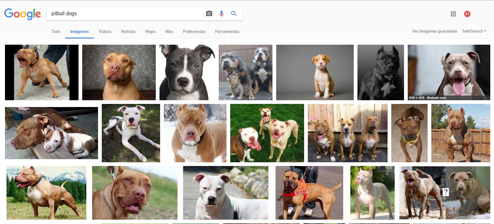 pitbulldogs-google
