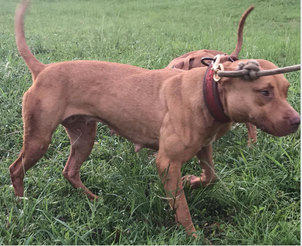 Lady Buck playing with a Pup