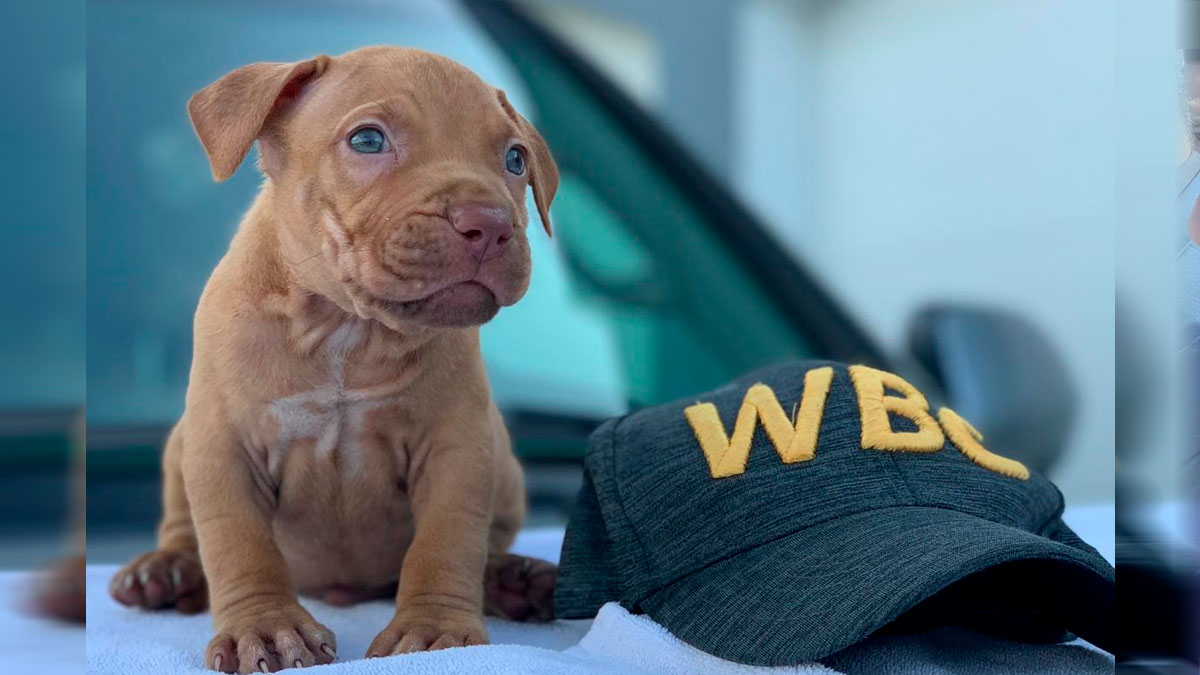 WBC Hats for sale Red nose puppy for sale
