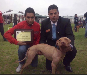 The Bagman APBT , chico lopez , real pitbull