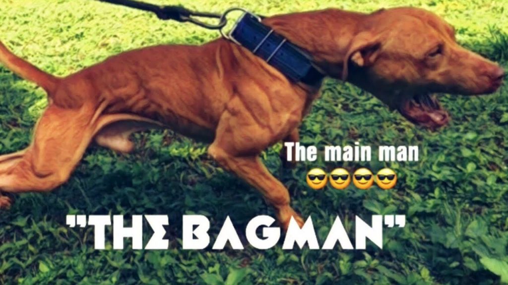 The bagman apbt