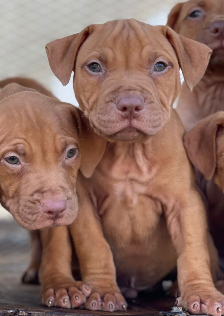 AMERICAN PIT BULL TERRIER PUPPIES