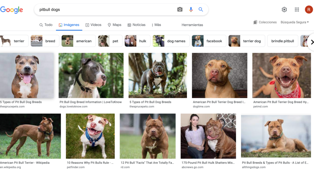 fake pitbulls online