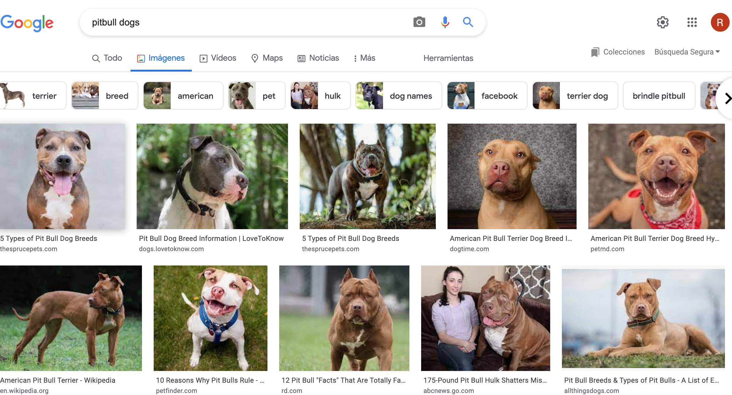 FAKE PITBULL SHOWN AS PITBULLS BY GOOGLE