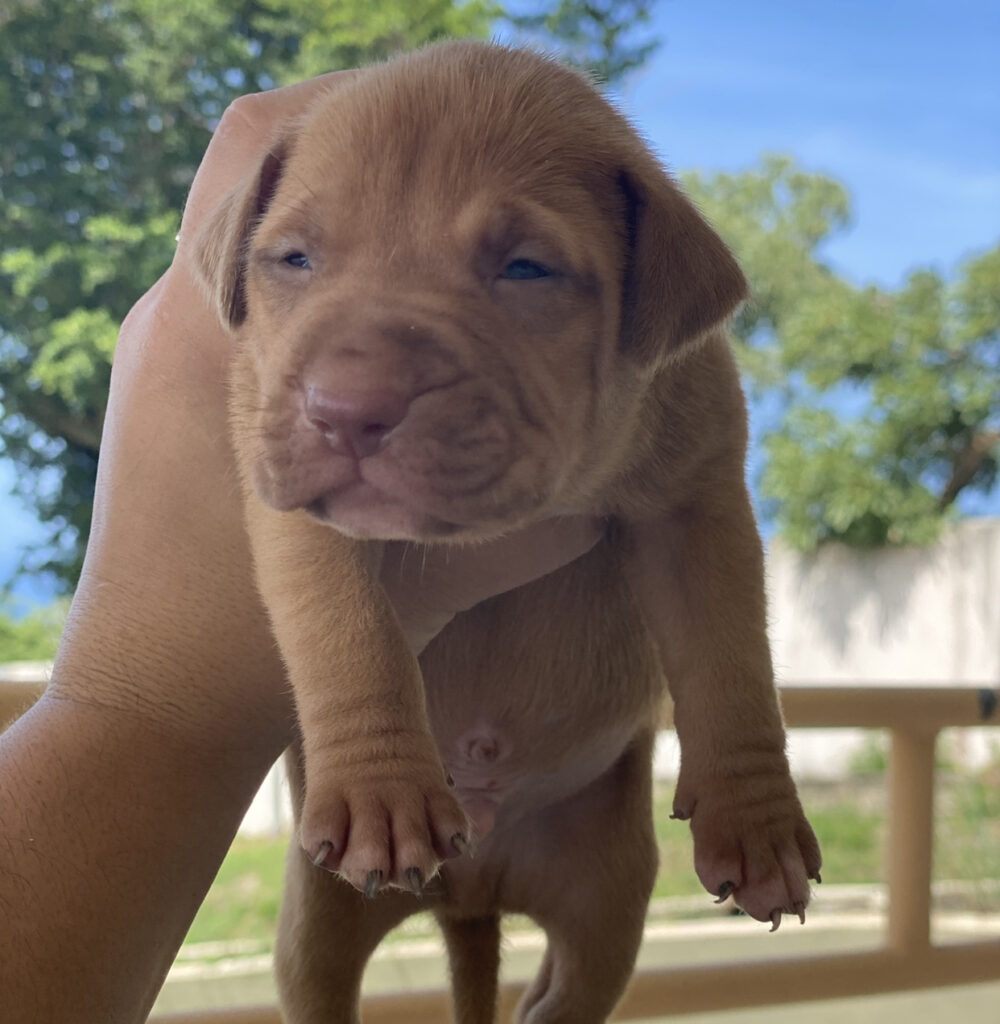Red nose puppy for sale