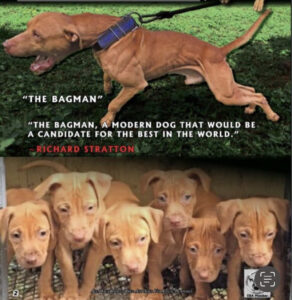 The Bagman and his red nose pitbull puppies