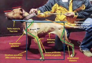 APBT Standard , Siega The Great