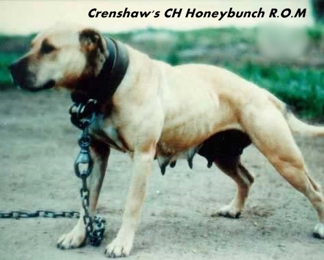 Ch Honeybuch dogs