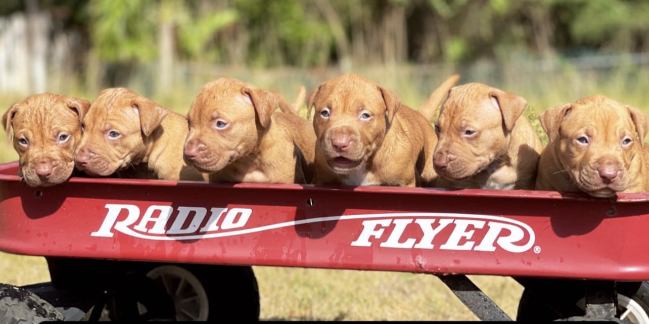 red and blue pitbull puppies