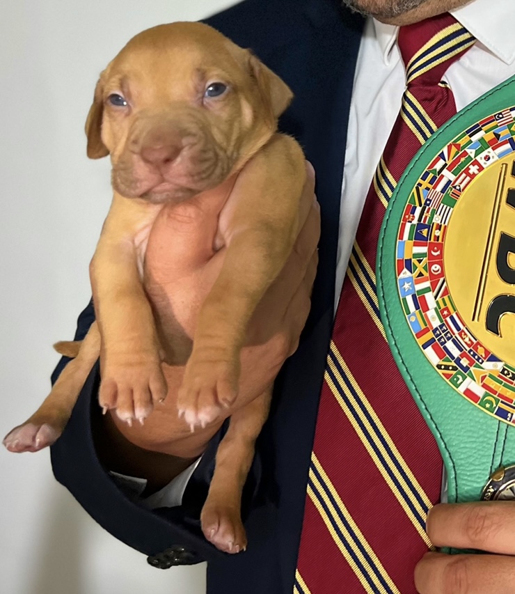 "red nose puppy" , real pitbul, pitbull puppy, "old family red nose"