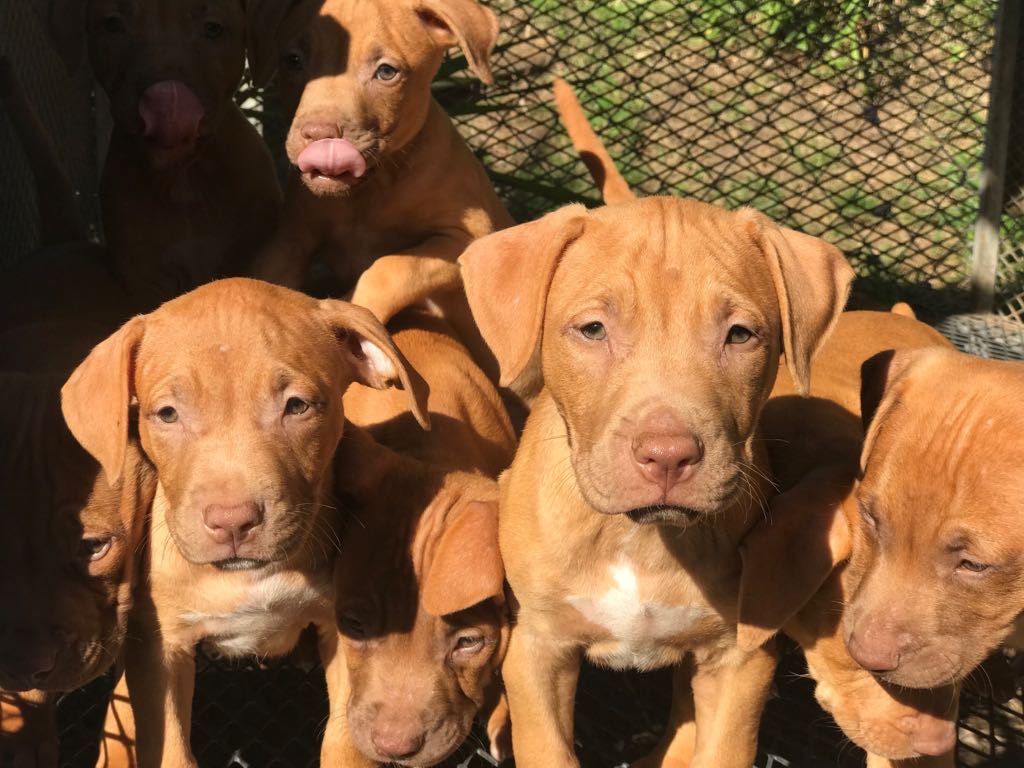 Red nose puppies for sale