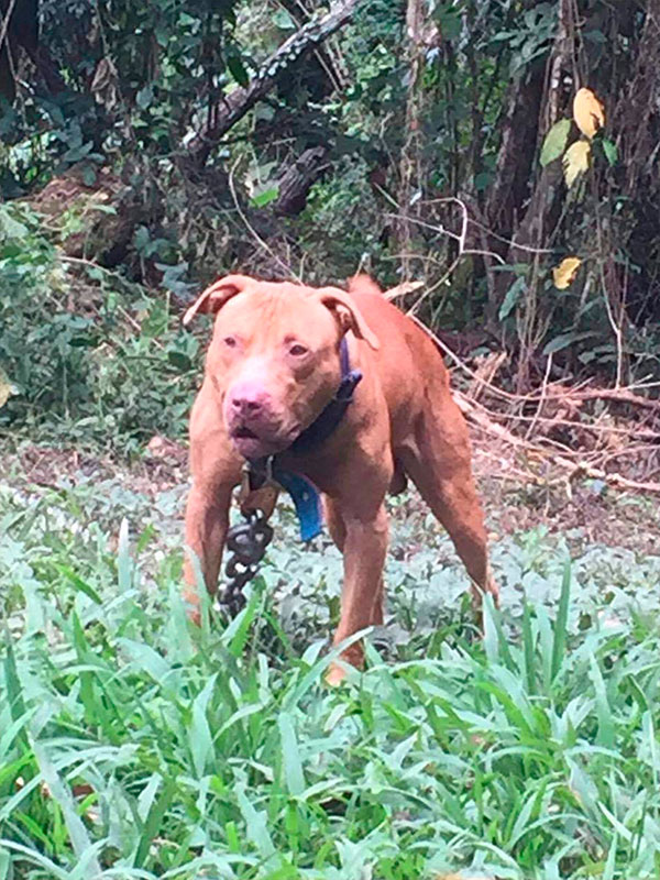 Red nose pitbull Puppy. Chico Lopez dogs. Real Pitbulls . Pitbull Breeder