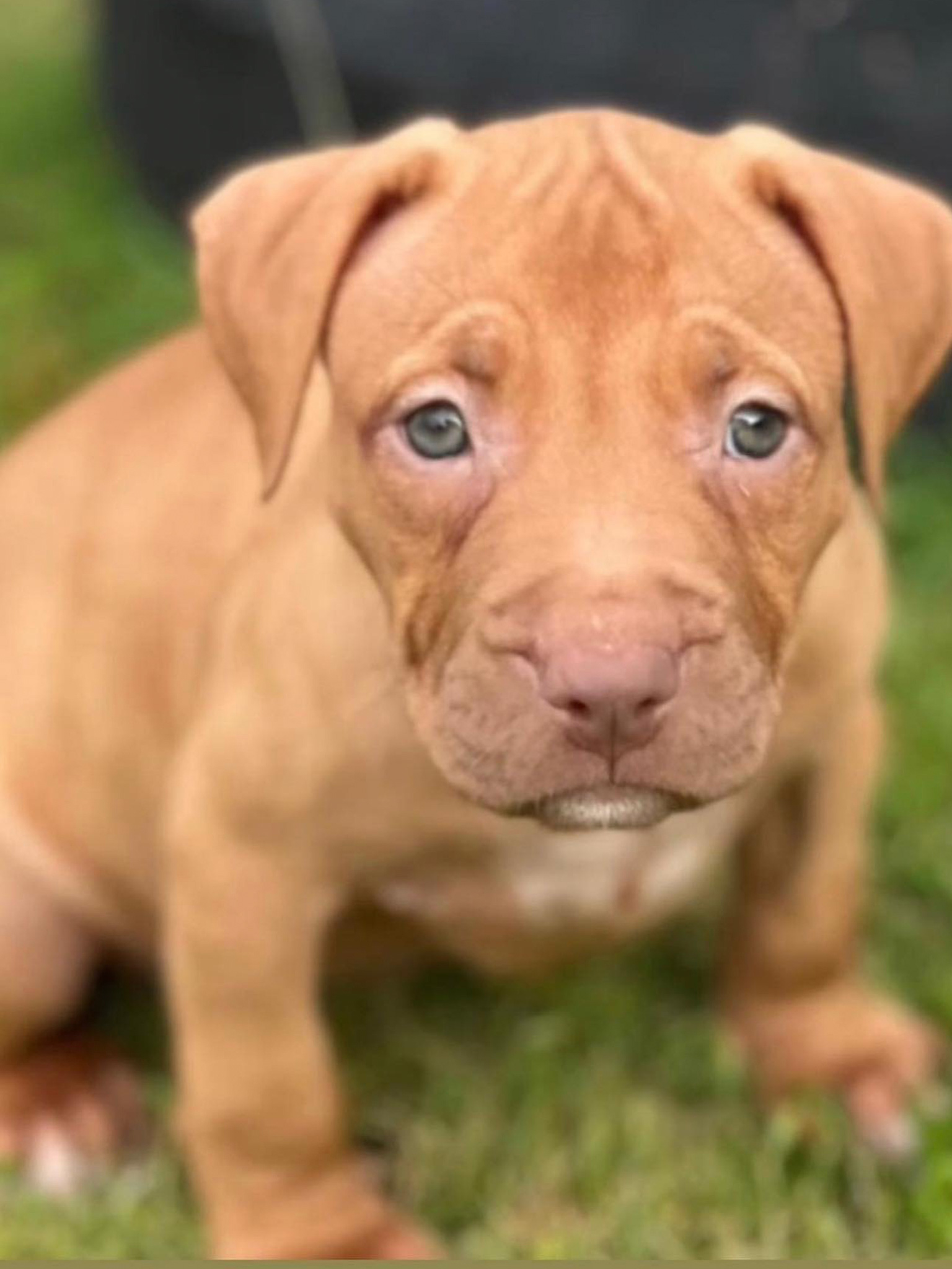 Red nose pitbull Puppy. Chico Lopez dogs. Real Pitbulls . Pitbull Breeder