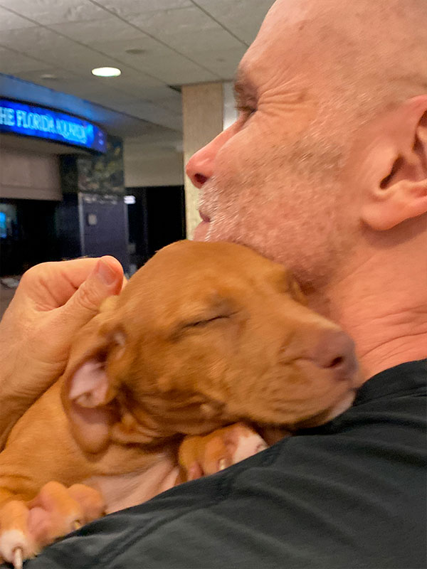 Red nose pitbull Puppy. Chico Lopez dogs. Real Pitbulls . Pitbull Breeder