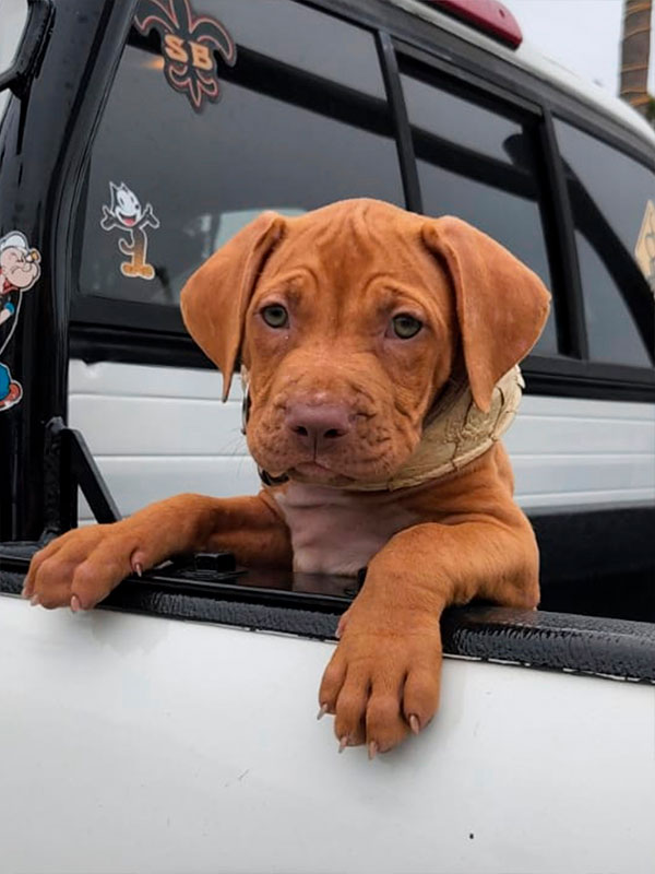 Red nose pitbull Puppy. Chico Lopez dogs. Real Pitbulls . Pitbull Breeder