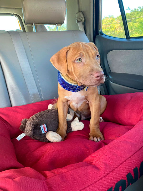 Red nose pitbull Puppy. Chico Lopez dogs. Real Pitbulls . Pitbull Breeder