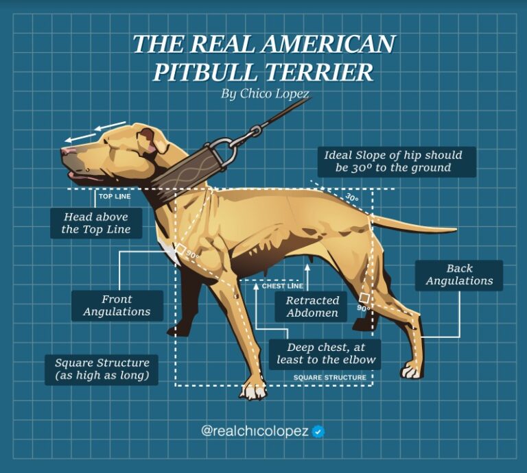 The breed Standard of the American Pit Bull Terrier