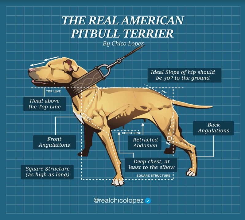 BREED STANDARD