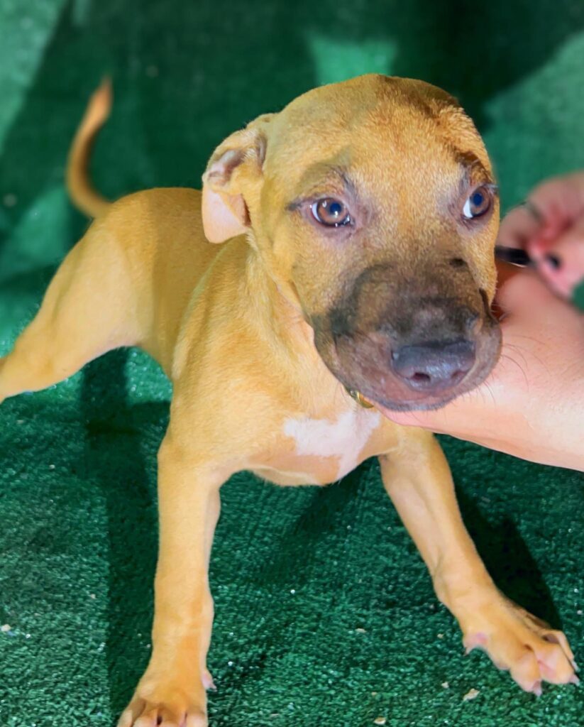 Real pitbull puppies, old family red nose puppy, , chico lopez