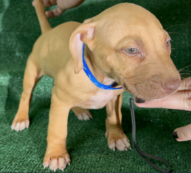 Red nose pitbull puppies, old family red nose puppy, The Golden vein bloodline , chico lopez