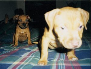 Cheyenne and Joker 1994 The Golden Vein Started