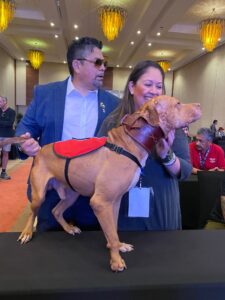 old family red nose puppy, The Golden vein bloodline , chico lopez