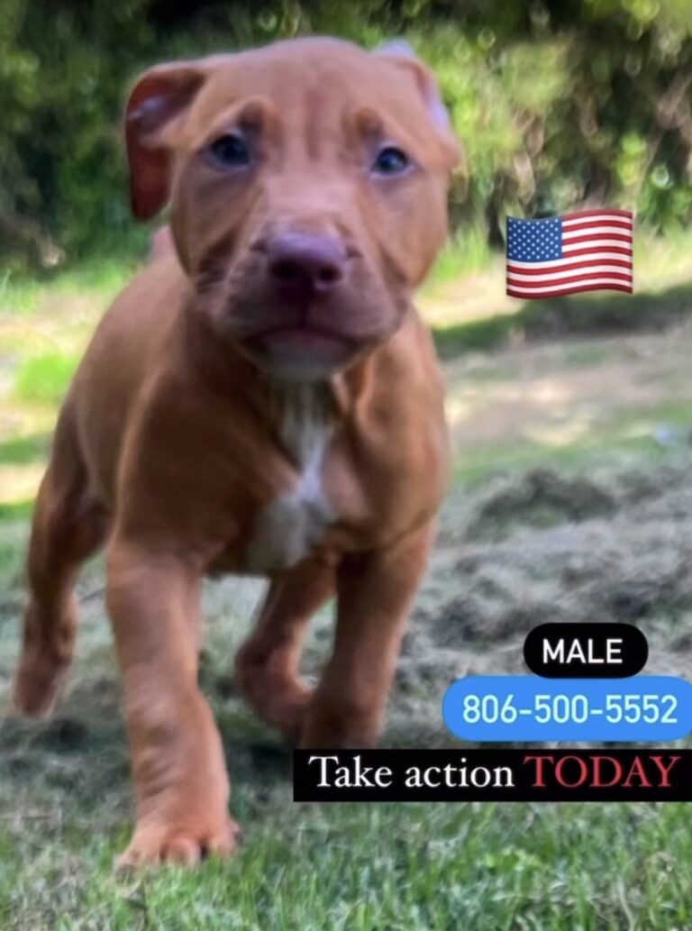 old family red nose puppy, The Golden vein bloodline , chico lopez