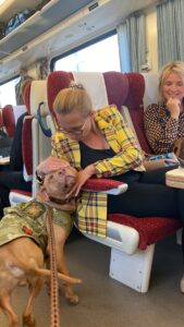 Red nose pitbull ,Athos in the train in Europe