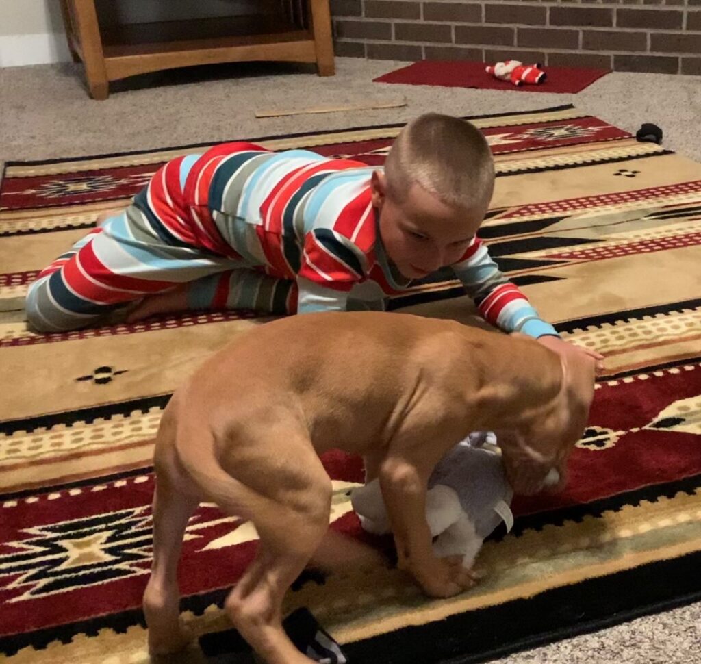 Buying a Pitbull the Essential Knowledge in 2023 HAPPY