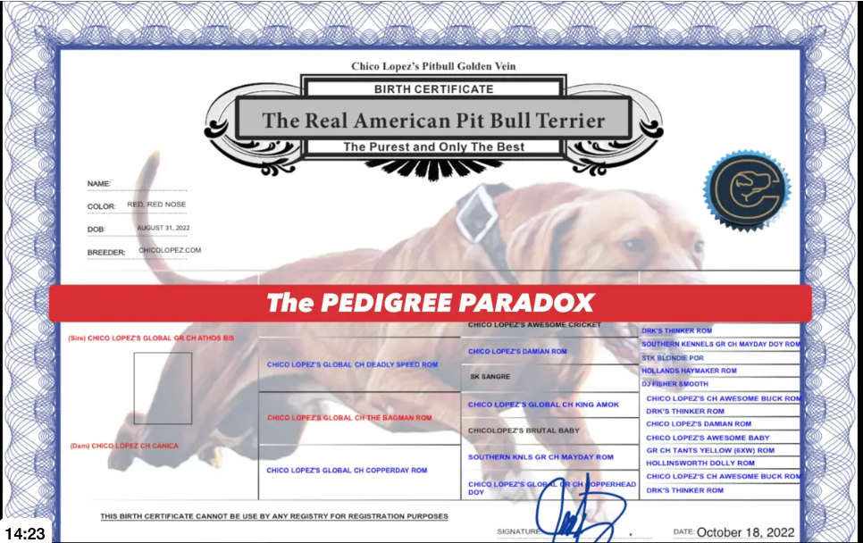 EXCLUSIVE APBT PEDIGREE KNOWLEDGE LEAN 2023