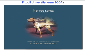 Pitbull University