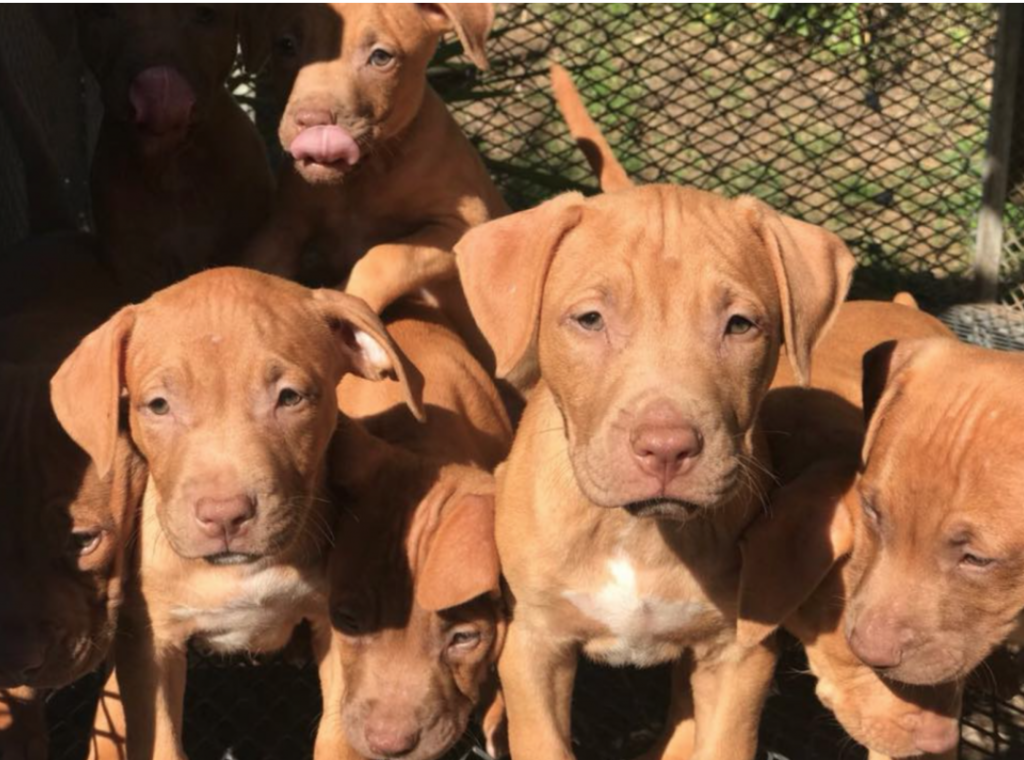 RED NOSE PUPPIES
