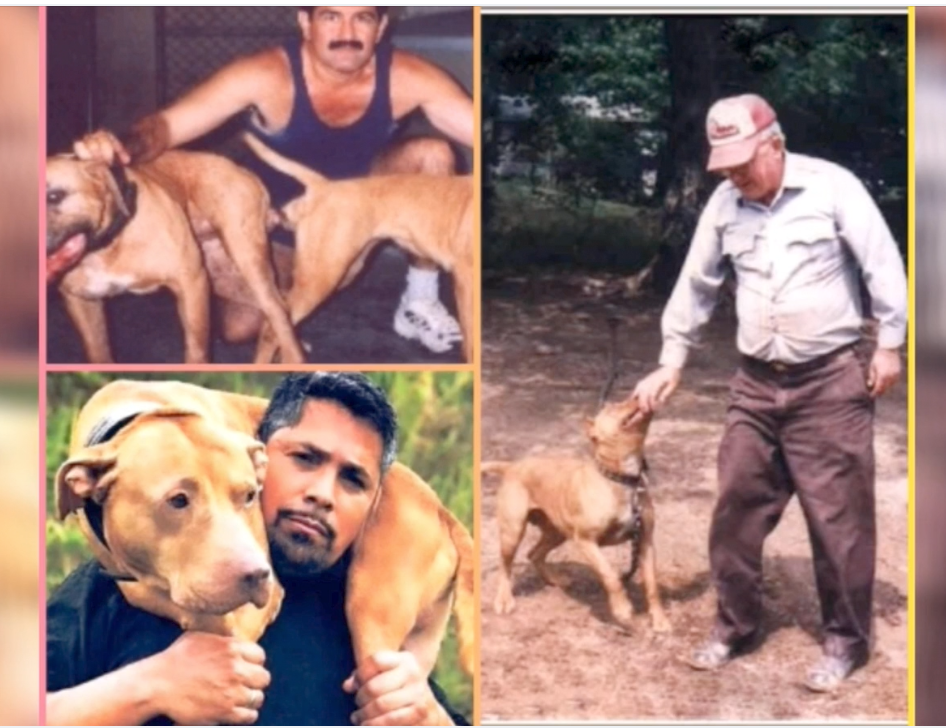 HOLLINGSWORTH AND CHICO LOPEZ DOGS 2023 Powerful