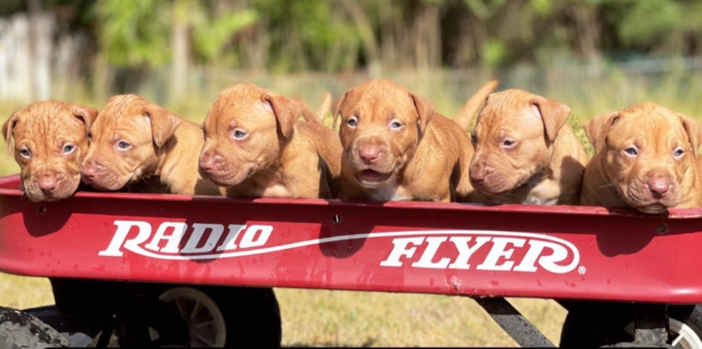MAYDAY DOGS PUPPIES