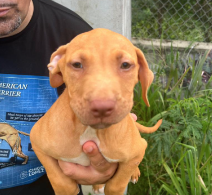 red nose pitbull puppy